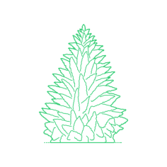 Plants Spruces Morinda Spruce Vinyl Cutting Svg File, Free Vectors File